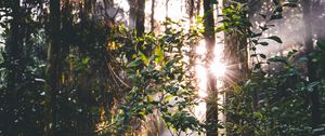 Preview wallpaper forest, trees, leaves, sun, rays, nature