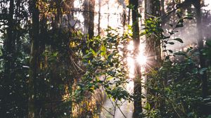 Preview wallpaper forest, trees, leaves, sun, rays, nature