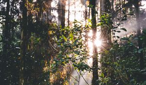 Preview wallpaper forest, trees, leaves, sun, rays, nature