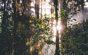 Preview wallpaper forest, trees, leaves, sun, rays, nature