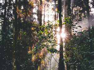 Preview wallpaper forest, trees, leaves, sun, rays, nature