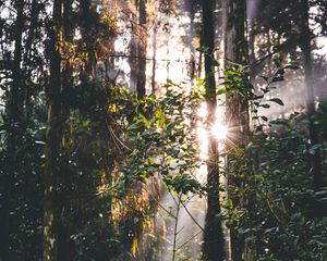 Preview wallpaper forest, trees, leaves, sun, rays, nature