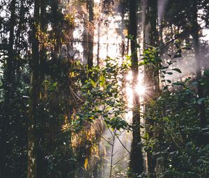 Preview wallpaper forest, trees, leaves, sun, rays, nature