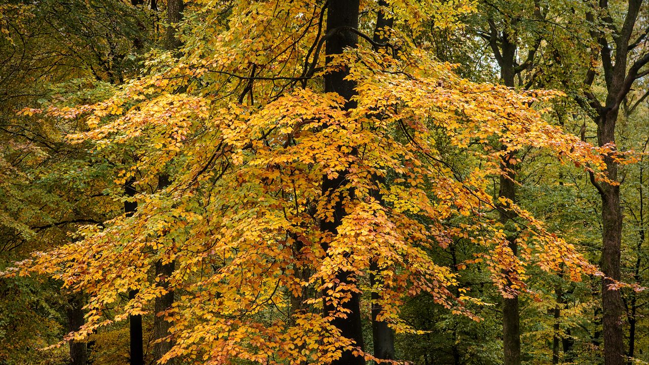 Wallpaper forest, trees, leaves, autumn, nature, landscape