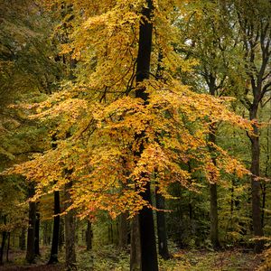 Preview wallpaper forest, trees, leaves, autumn, nature, landscape