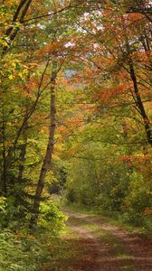 Preview wallpaper forest, trees, leaves, path, landscape