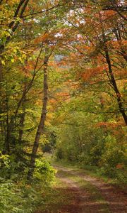 Preview wallpaper forest, trees, leaves, path, landscape