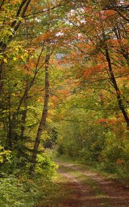 Preview wallpaper forest, trees, leaves, path, landscape