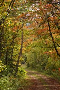 Preview wallpaper forest, trees, leaves, path, landscape