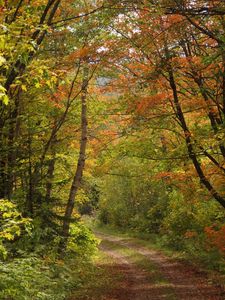 Preview wallpaper forest, trees, leaves, path, landscape