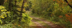 Preview wallpaper forest, trees, leaves, path, landscape