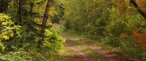 Preview wallpaper forest, trees, leaves, path, landscape