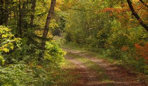 Preview wallpaper forest, trees, leaves, path, landscape