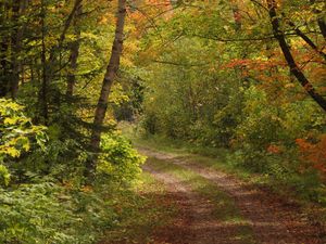 Preview wallpaper forest, trees, leaves, path, landscape
