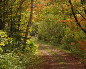 Preview wallpaper forest, trees, leaves, path, landscape