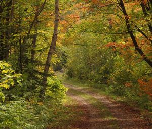 Preview wallpaper forest, trees, leaves, path, landscape