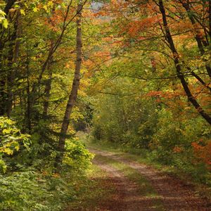 Preview wallpaper forest, trees, leaves, path, landscape