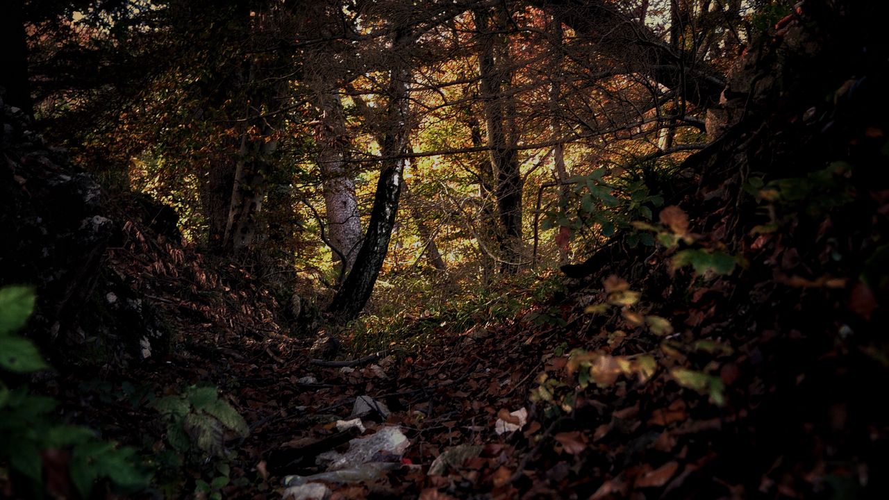 Wallpaper forest, trees, leaves, autumn, nature