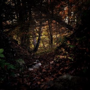 Preview wallpaper forest, trees, leaves, autumn, nature