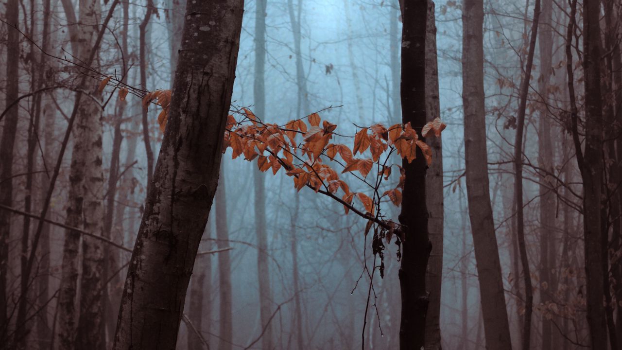 Wallpaper forest, trees, leaves, autumn, haze, nature