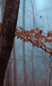 Preview wallpaper forest, trees, leaves, autumn, haze, nature