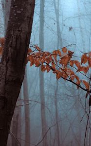 Preview wallpaper forest, trees, leaves, autumn, haze, nature