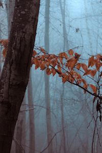 Preview wallpaper forest, trees, leaves, autumn, haze, nature