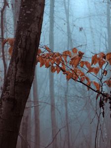 Preview wallpaper forest, trees, leaves, autumn, haze, nature