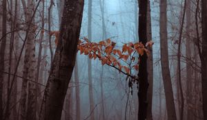 Preview wallpaper forest, trees, leaves, autumn, haze, nature