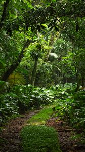 Preview wallpaper forest, trees, leaves, path, nature, green