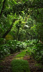 Preview wallpaper forest, trees, leaves, path, nature, green