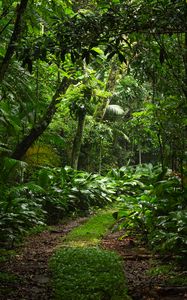 Preview wallpaper forest, trees, leaves, path, nature, green