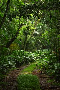 Preview wallpaper forest, trees, leaves, path, nature, green