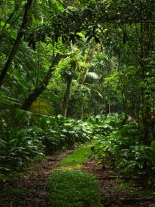 Preview wallpaper forest, trees, leaves, path, nature, green