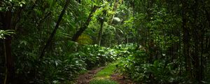Preview wallpaper forest, trees, leaves, path, nature, green