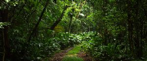 Preview wallpaper forest, trees, leaves, path, nature, green