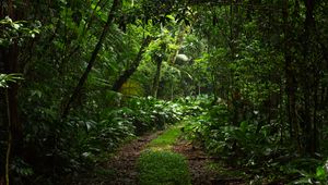 Preview wallpaper forest, trees, leaves, path, nature, green
