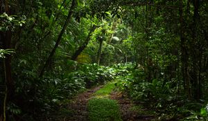 Preview wallpaper forest, trees, leaves, path, nature, green