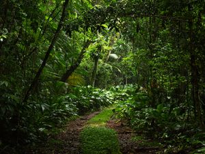 Preview wallpaper forest, trees, leaves, path, nature, green