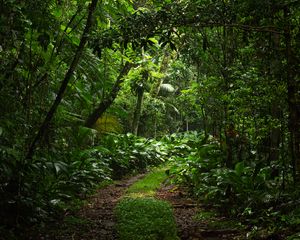 Preview wallpaper forest, trees, leaves, path, nature, green