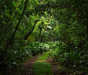Preview wallpaper forest, trees, leaves, path, nature, green