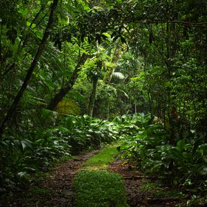 Preview wallpaper forest, trees, leaves, path, nature, green