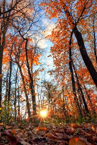 Preview wallpaper forest, trees, light, rays