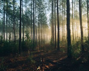 Preview wallpaper forest, trees, light