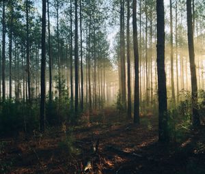 Preview wallpaper forest, trees, light