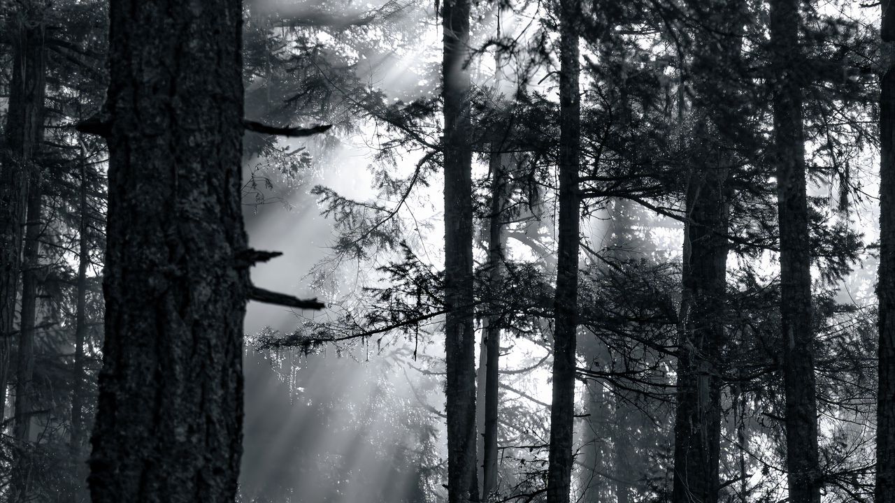 Wallpaper forest, trees, light, sun, rays, bw