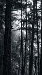 Preview wallpaper forest, trees, light, sun, rays, bw