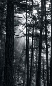 Preview wallpaper forest, trees, light, sun, rays, bw