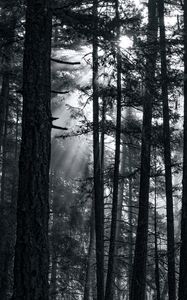 Preview wallpaper forest, trees, light, sun, rays, bw