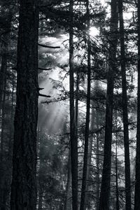 Preview wallpaper forest, trees, light, sun, rays, bw